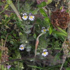 Euphrasia hirtella