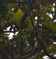 Eunymphicus cornutus