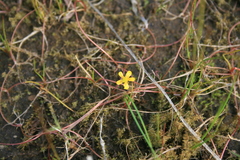 Ranunculus flammula filiformis