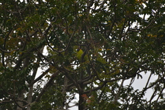 Eunymphicus cornutus