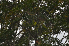 Eunymphicus cornutus