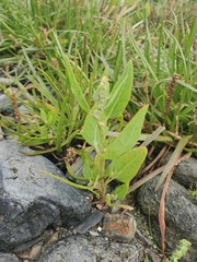 Atriplex gmelinii