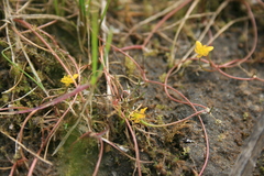 Ranunculus flammula filiformis