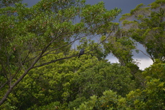 Ducula goliath