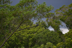 Ducula goliath
