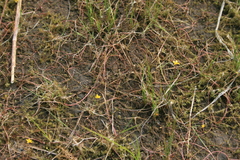 Ranunculus flammula filiformis