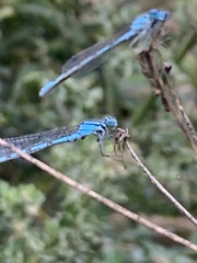 Enallagma cyathigerum