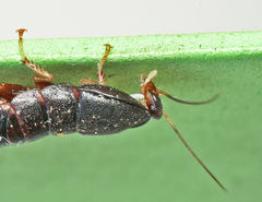 Cyrtotria