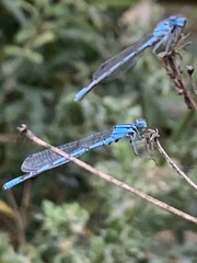 Enallagma cyathigerum