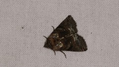 Abrostola tripartita
