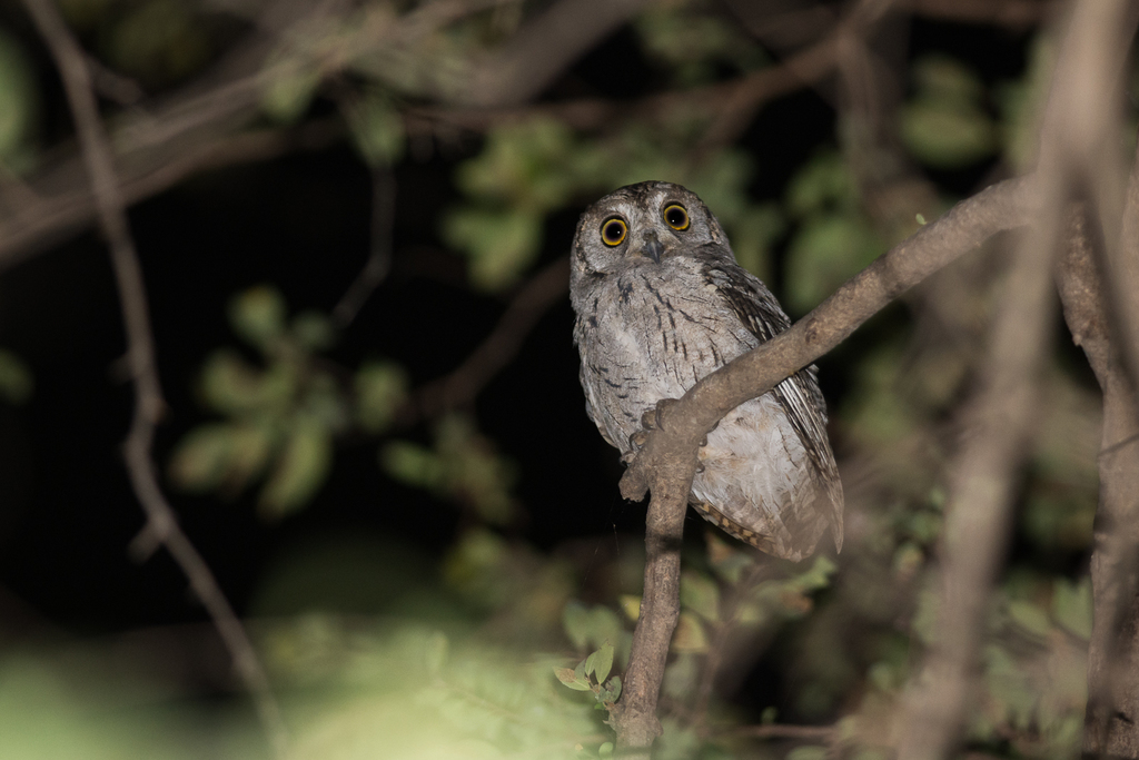 Arabian Scops-Owl