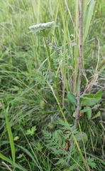 Seseli condensatum