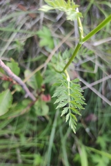 Seseli condensatum