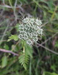 Seseli condensatum