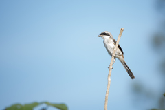 Lanius schach schach