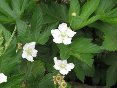 Rubus trifidus
