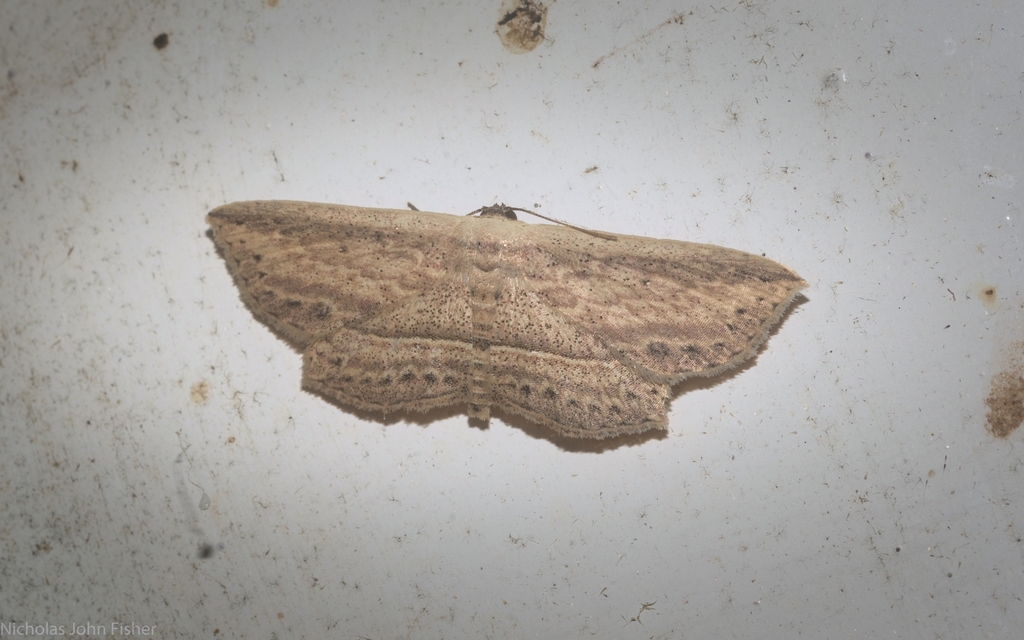 Hyposada hydrocampata