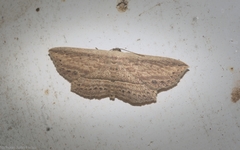 Hyposada hydrocampata