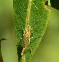 Chironomus cloacalis