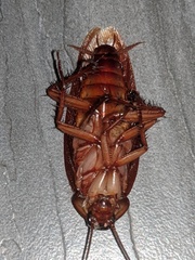 Periplaneta americana