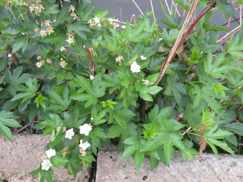 Image of Rubus trifidus by (c) Marco Mussita, some rights reserved (CC BY)