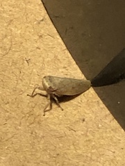 Paraphlepsius continuus