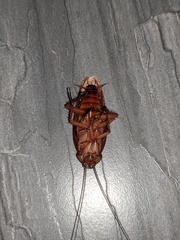 Periplaneta americana