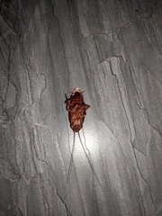 Periplaneta americana