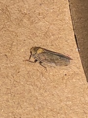 Paraphlepsius continuus