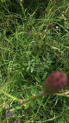 Sanguisorba officinalis