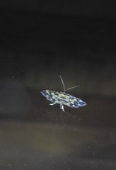 Eurrhyparodes bracteolalis