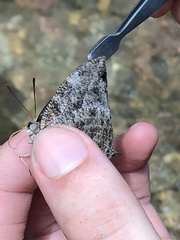 Charaxinae