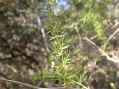 Asparagus racemosus