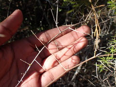 Asparagus racemosus