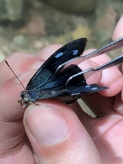 Charaxinae