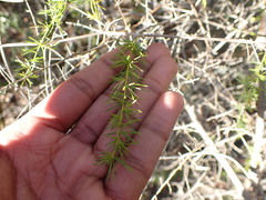 Asparagus racemosus