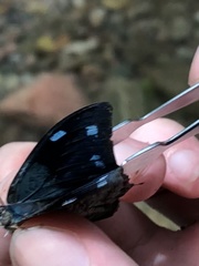 Charaxinae