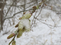 Salix koriyanagi
