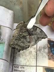 Charaxinae