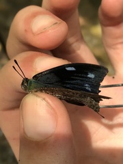 Charaxinae