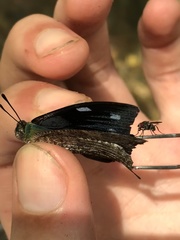 Charaxinae