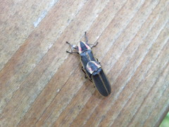 Pyractomena borealis