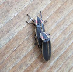 Pyractomena borealis