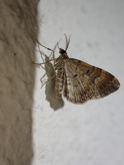 Xanthorhoe spadicearia