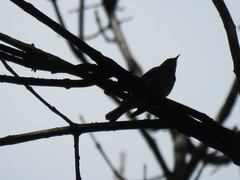 Protonotaria citrea