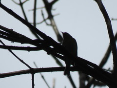 Protonotaria citrea