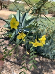 Parkinsonia