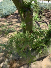 Parkinsonia