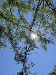 Parkinsonia