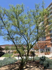 Parkinsonia
